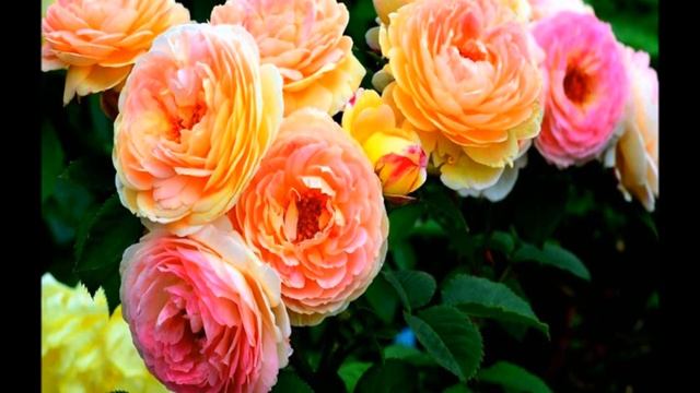 ЛУЧШАЯ РОЗА ШРАБ РОЗОМАН ЖАНОН