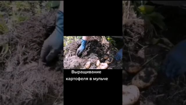 Картофель в мульче #красноярск #сибирь #дача #картошка #картофель #грядки #мульча #мульчирование смотреть онлайн