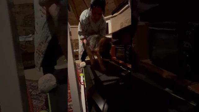 Учим Блонди ходить на беговой дорожке смотреть онлайн