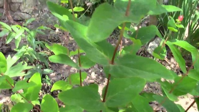 ЗВЕРОБОЙ МНОГОЛЕТНИЙ КРАСИЛЬНЫЙ. ГИПЕРИКУМ В САДУ. смотреть онлайн