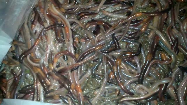 Выползки смотреть онлайн