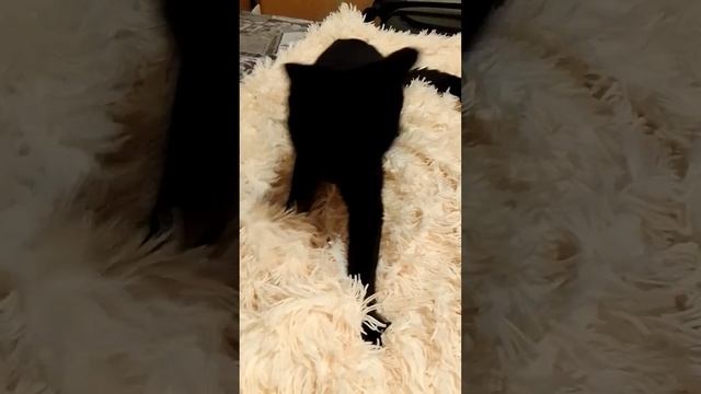 Коты очень скучают по хозяевам.Он нас не видел 45 дней. Наш любимый котейка ? смотреть онлайн