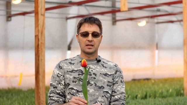 Фаза срезки тюльпанов | Когда срезать тюльпан? | Инструкция в описании смотреть онлайн