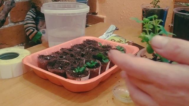 НЕМЕЗИЯ ВЕГЕТАТИВНАЯ ЧЕРЕНКОВАНИЕ И УКОРЕНЕНИЕ ? смотреть онлайн