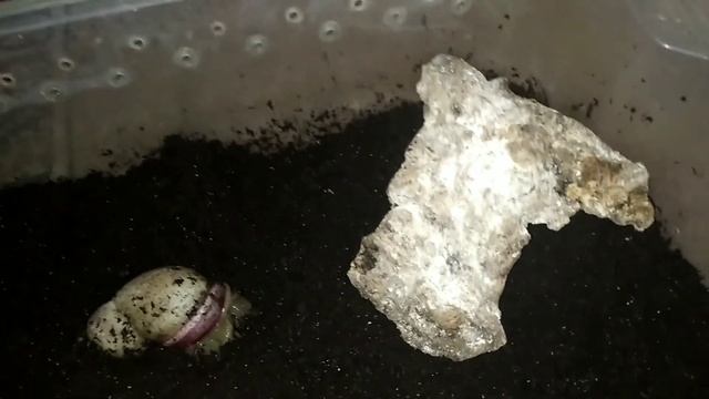 #несутся улитки#мегас смотреть онлайн