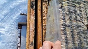 могут-ли пчелы Карника зимовать на улице ? Зимовка пчел Карника в ульях с сетчатым дном.