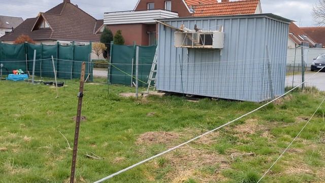Особенности работы по приучению молодых голубей. смотреть онлайн