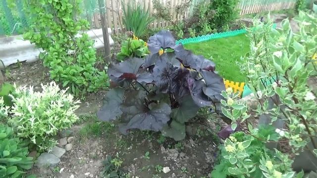 Моя цветочная комната ! смотреть онлайн