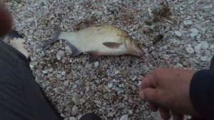 Рыбалка в Татарстане на реке Кама. Сорочьи горы.