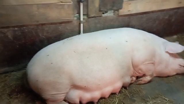 Опорос свиноматки ф1 + Йоркшир? смотреть онлайн
