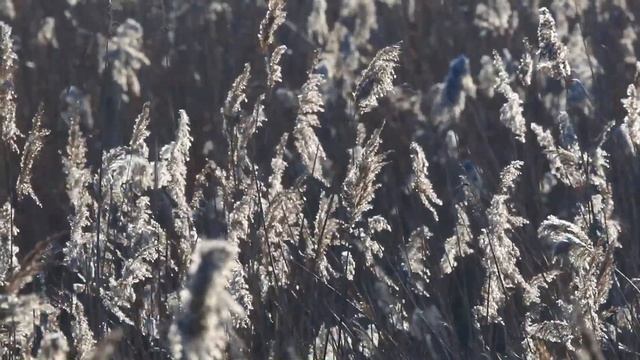 Nikon 1 J5 , Nikkor AF-S 300mm 1:4D Naturfotografie смотреть онлайн