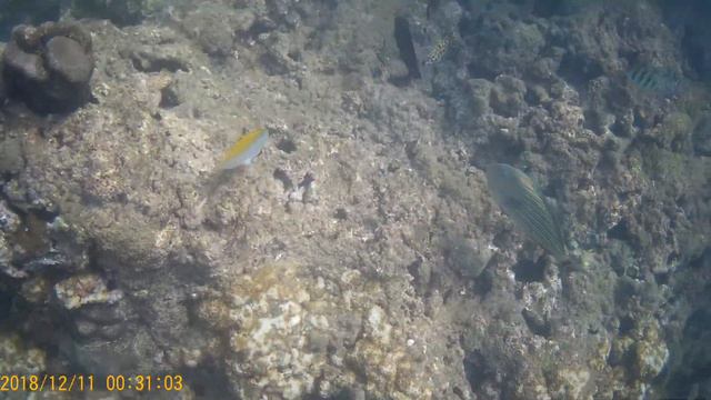 Pasikuda Reef Snorkeling