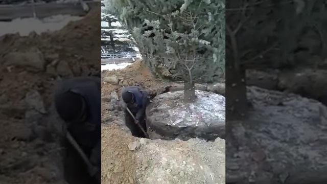 Зимняя выкопка 7-метровых голубых елей для пересадки смотреть онлайн