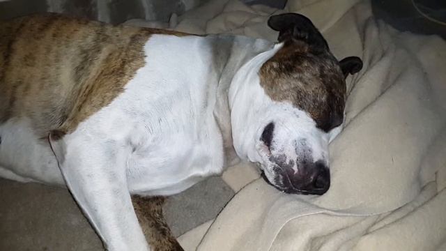 Арчи улыбается во сне