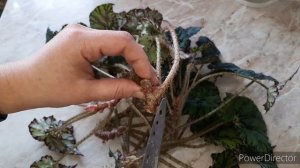 БЕГОНИЯ ТИГРОВАЯ. Омолаживаем и черенкуем.