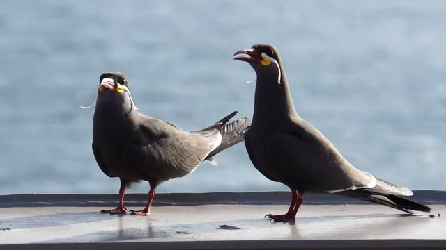 Крачка-инка.Inca Tern смотреть онлайн