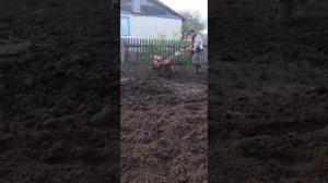 культивация мотокультиваторам  Асилак СЛ186Л  ОТНАЧАЛА ДО КАНЦА ПРОХОДА