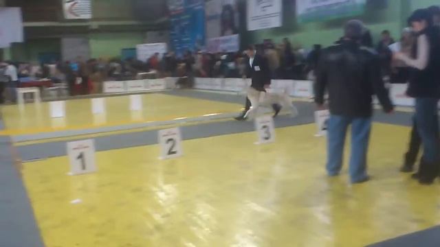 Выставка, Воронеж, Кобели Хаски, Юниоры 22 12 2012.mp4 смотреть онлайн
