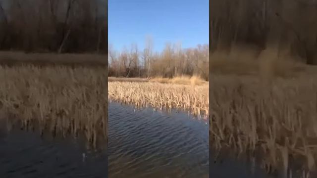 Хорошое место для уток (самок) смотреть онлайн