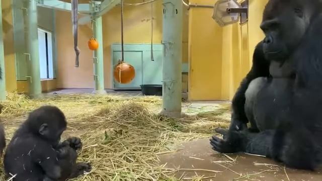 СЕМЬЯ Горилл ЖИВЕТ ДРУЖНО смотреть онлайн