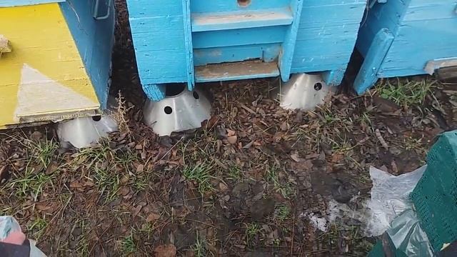 Берут пчелы канди без меда? смотреть онлайн