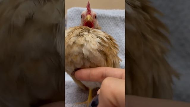 Малайзийская Серама. ❤️ самые маленькие в мире куры ? смотреть онлайн