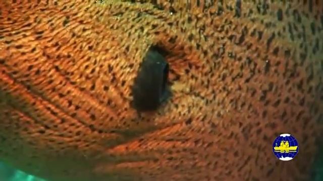 Обитатели Красного моря (2007г.) смотреть онлайн