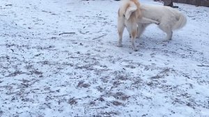Что было дальше: Акита и Самоед / Akita Inu vs Samoyed: Fight or Love