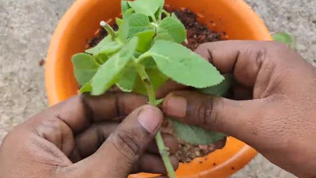 How to grow oregano from cutting | NCG Garden | смотреть онлайн