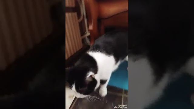 Кот Филя закапывает еду смотреть онлайн