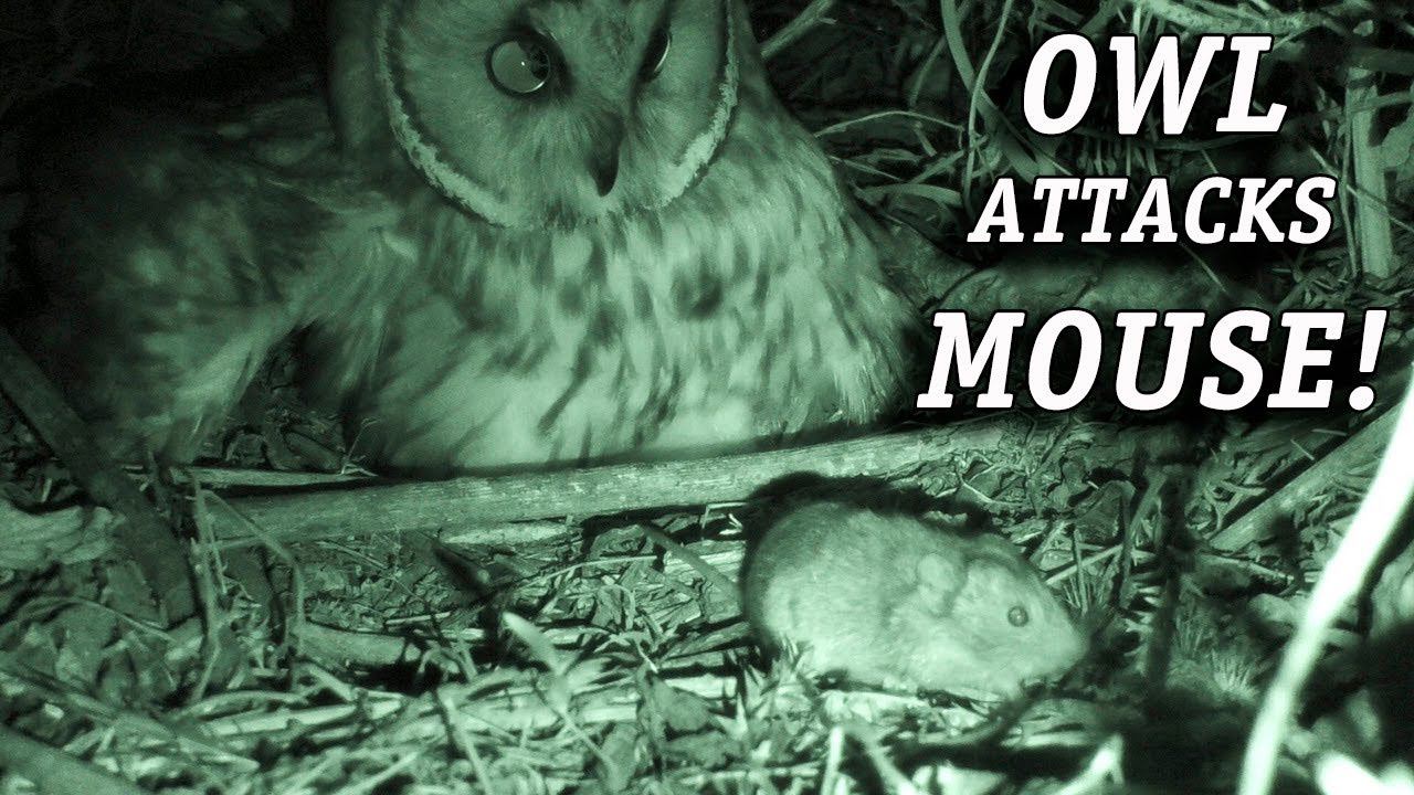 Сова атакует мышей прямо в своем гнезде /Owl attacks mouse in its nest! смотреть онлайн