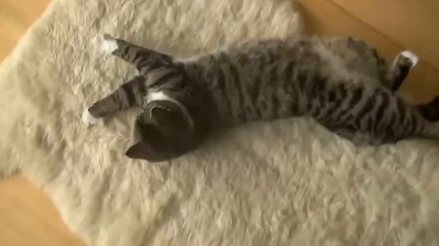 Прикольное поведение кошек и котов Смех! смотреть онлайн