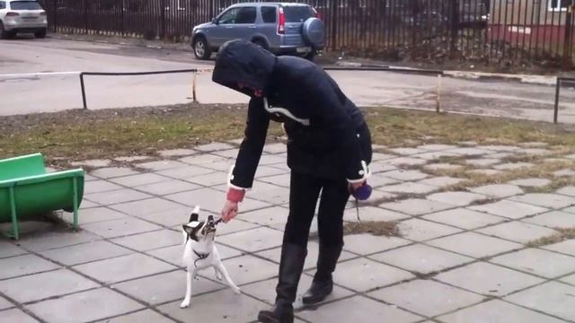 Американский фокс терьер! american fox tirrier. dog life. Собака жжет!! Прикол.Умничка. лапочка. смотреть онлайн