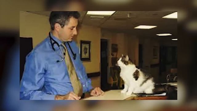 Die Katze wollte unbedingt zu den Patienten, doch was die Ärzte herausfanden war schockierend. смотреть онлайн