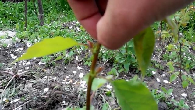 Формировка абрикоса безштамбовым способом. Ускоренный вариант. смотреть онлайн