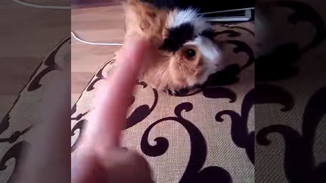 Доч морской свинки ещё НЯШНЕЙ смотреть онлайн