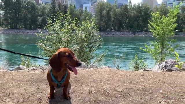Mini dachshund on vacation | Calgary 🇨🇦 смотреть онлайн