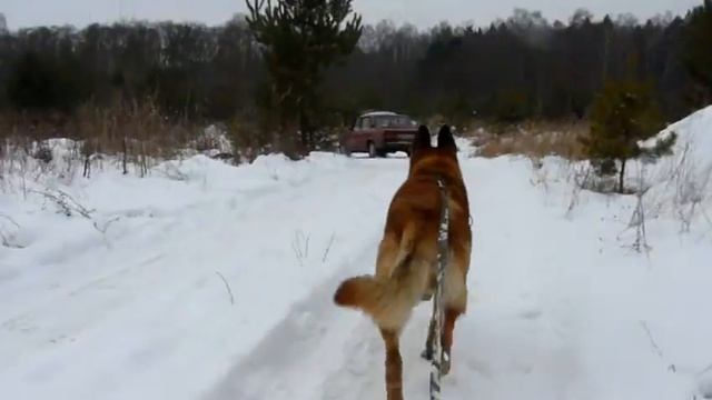 Ездовая собака "Гром" бежит за машиной. Катание на собачьей упряжке без хаски смотреть онлайн