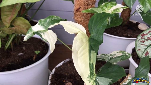 เงินไหลมาด่างขาว เริ่มโตแล้ว Syngonium podophyllum Variegeted смотреть онлайн