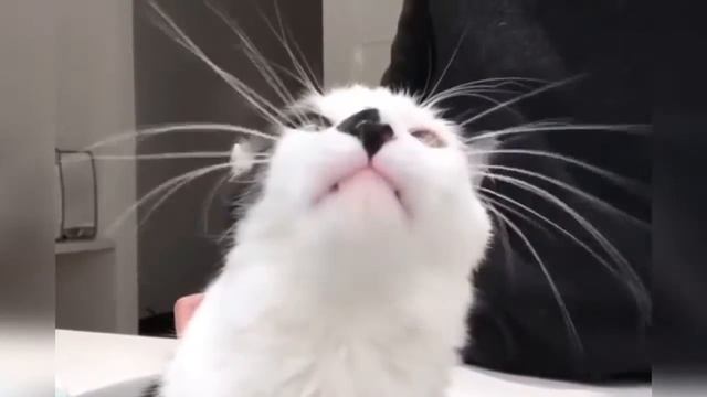 Смешные коты и собаки Милые щенки и котята Приколы с животными Калейдоскоп за 04 02 2019 смотреть онлайн