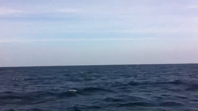 Sri Lanka. Whales. Или киты в Шри Ланке по нашему смотреть онлайн