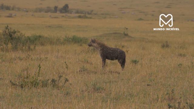 HIENA ROUBA PRESA DE COBRA смотреть онлайн