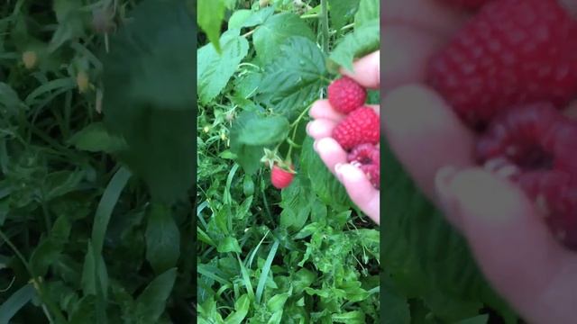 Полька и мопема начали спеть.+35 Малина печётся.ставропольский край. смотреть онлайн