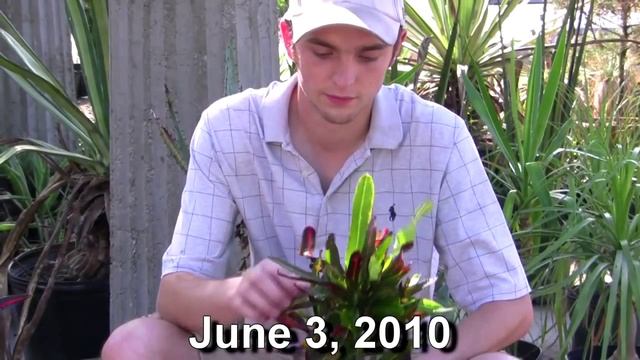 *Plant Croton Petra Bush* +Codieum variegatum '"Petra'+Correctly+ смотреть онлайн