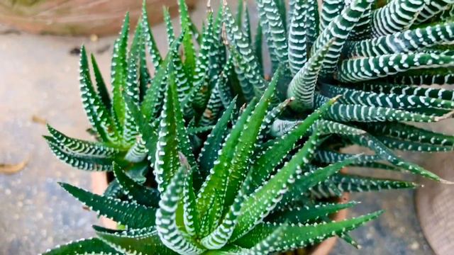 Zebra Cactus | HAWORTHIA ATTENUATA смотреть онлайн