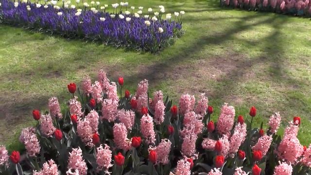 Красота и краски цветов сад Кёкенхоф смотреть онлайн