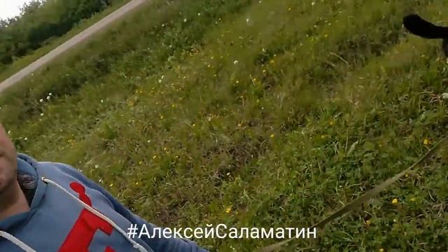 Как отучить лабрадора тянуть поводок и научить ходить рядом. Алексей Саламатин Дневник кинолога. смотреть онлайн