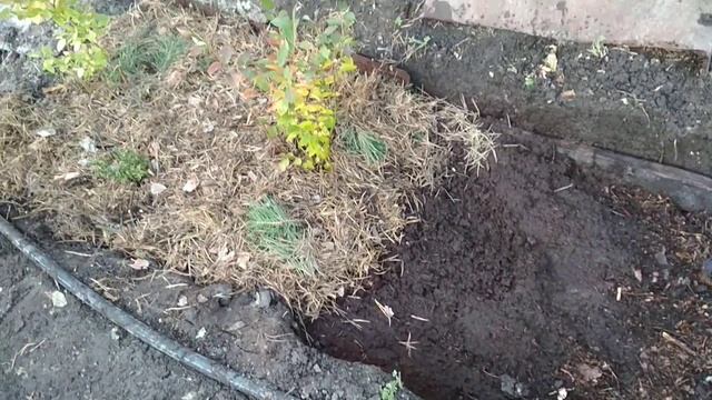 Осенняя посадка голубки и брусники смотреть онлайн