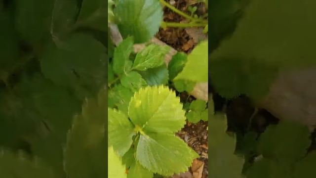 Земляника садовая Медовая. смотреть онлайн