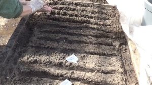 Посейте морковь в теплицу.( ВПЛ)